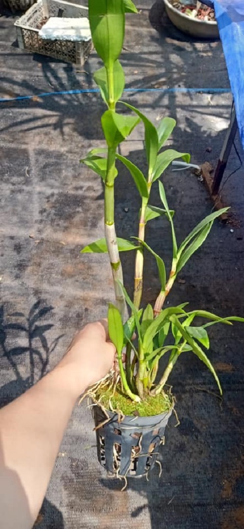 Cây hoa lan Denro HỔ MANG XƯA