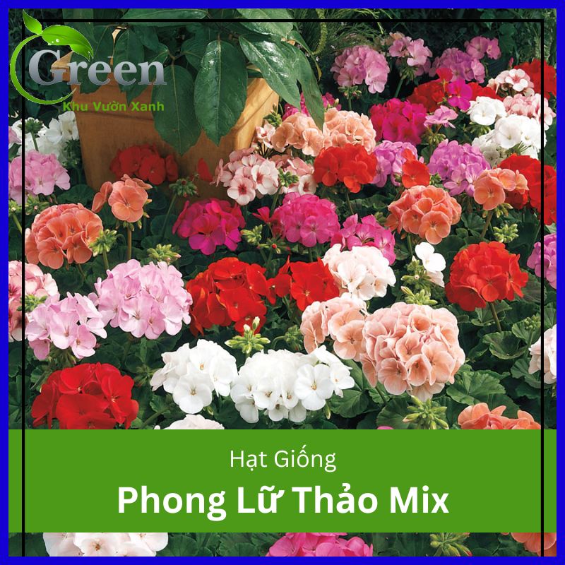 Hạt Giống Hoa Phong Lữ Thảo Mix F1