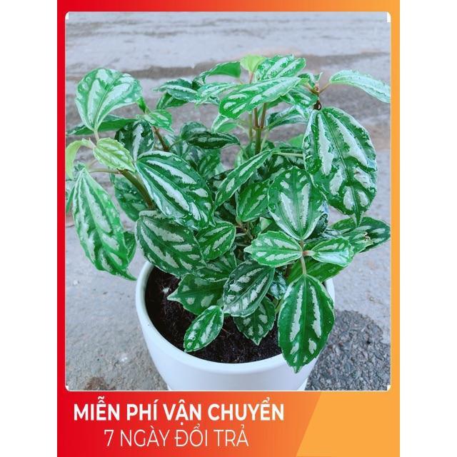 Chậu Cây Lá Dưa Hấu