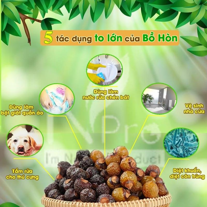 Hạt giống bồ hòn (20 hạt)