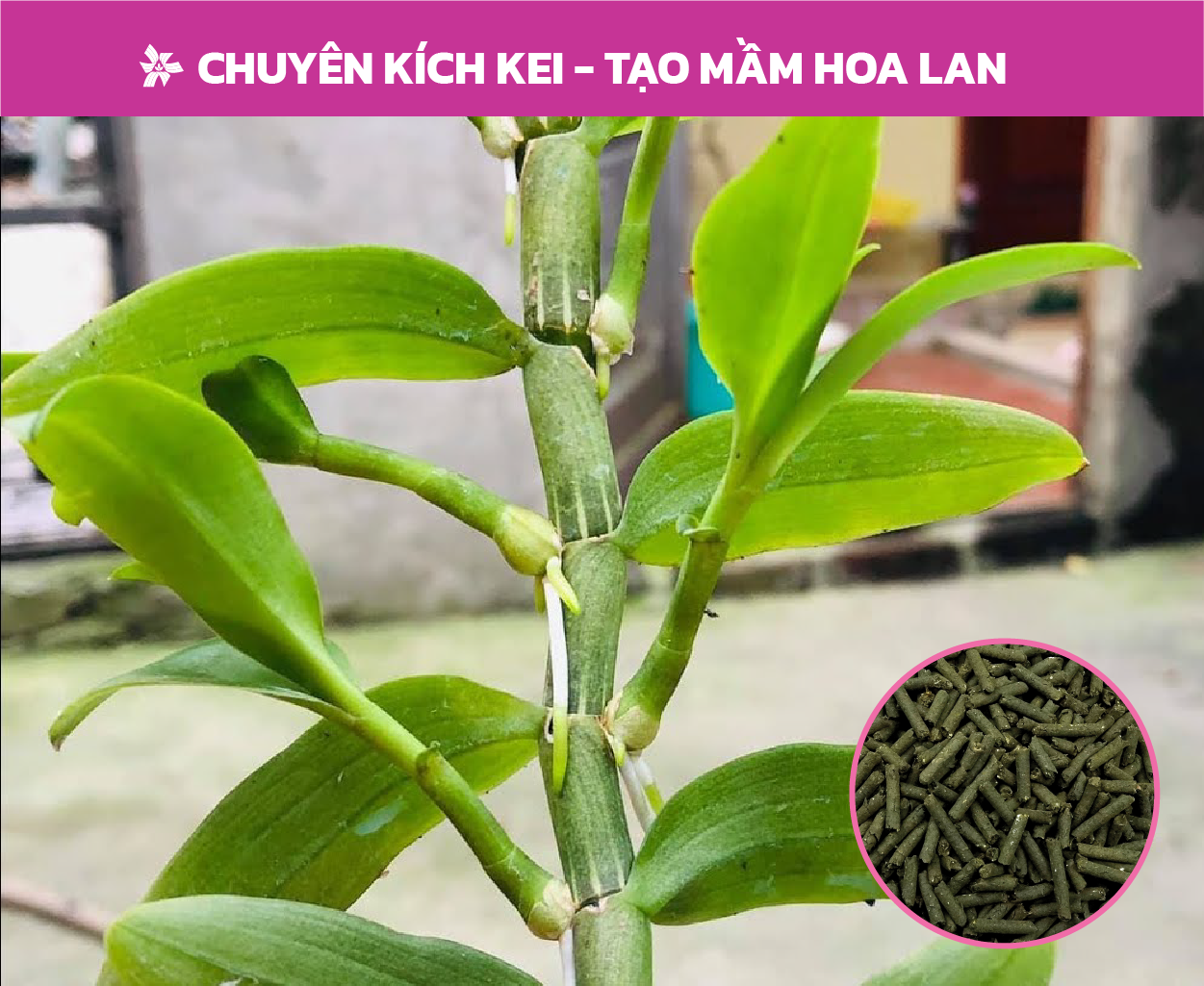 Phân bón cho hoa lan Organic Austra 5-5-5-75 OM tan chậm, viên nén dinh dưỡng hữu cơ chính hãng Úc (1KG)