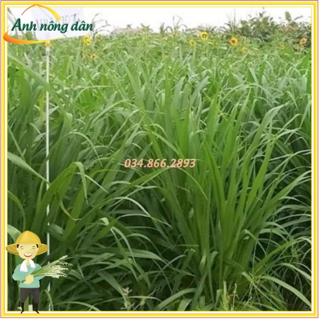 Gói 300g Hạt giống cỏ Mutalo 2, giống cỏ chịu lạnh chịu hạn giàu dinh dưỡng cho chăn nuôi - Anh nông dân chính