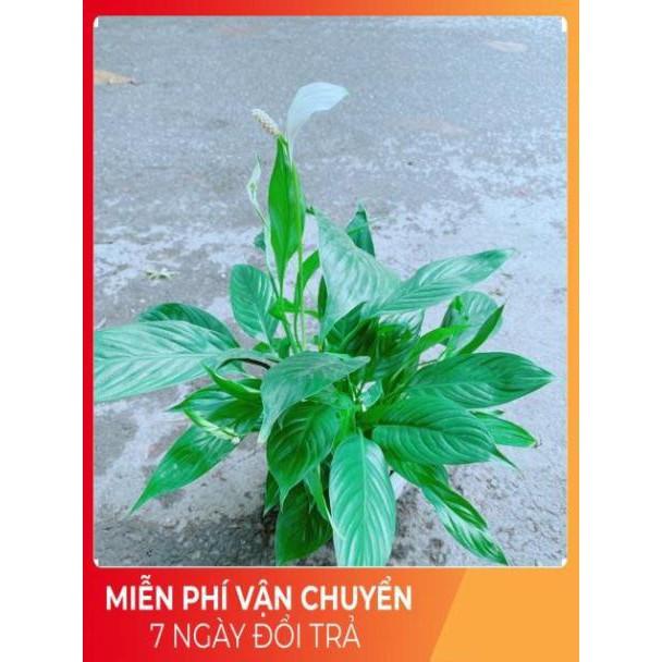 Chậu Cây Lan Ý