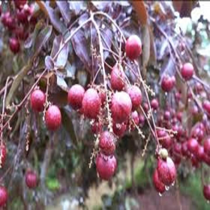 CÂY GIỐNG NHÃN TÍM nhập khẨU