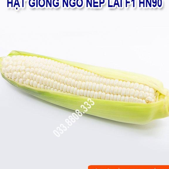 Hạt Giống Ngô Nếp Lai HN90 Năng Suất Cao 500gram