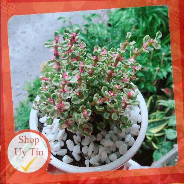 Chậu Đô La Hồng