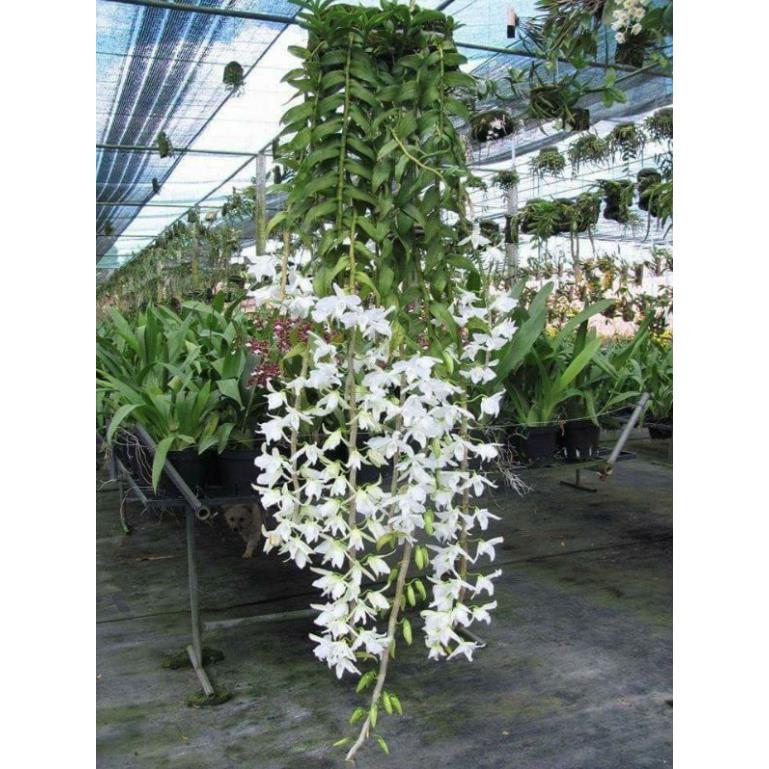 Hoa phong lan - hawai trắng xưa