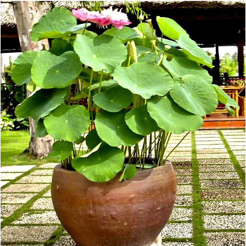 100 Chậu 25x21x21cm nhựa PE dẻo trồng cây bền từ 5 đến 10 năm-77307