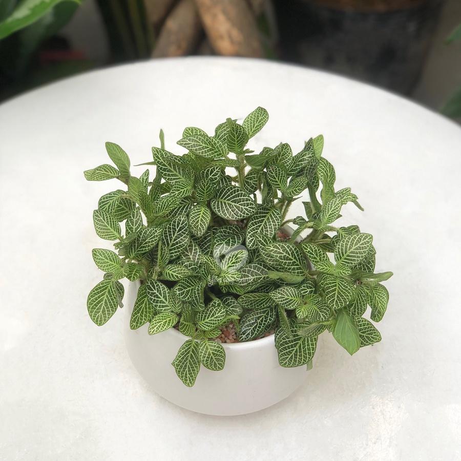 Cây Cẩm Nhung - Fittonia - Lá May Mắn