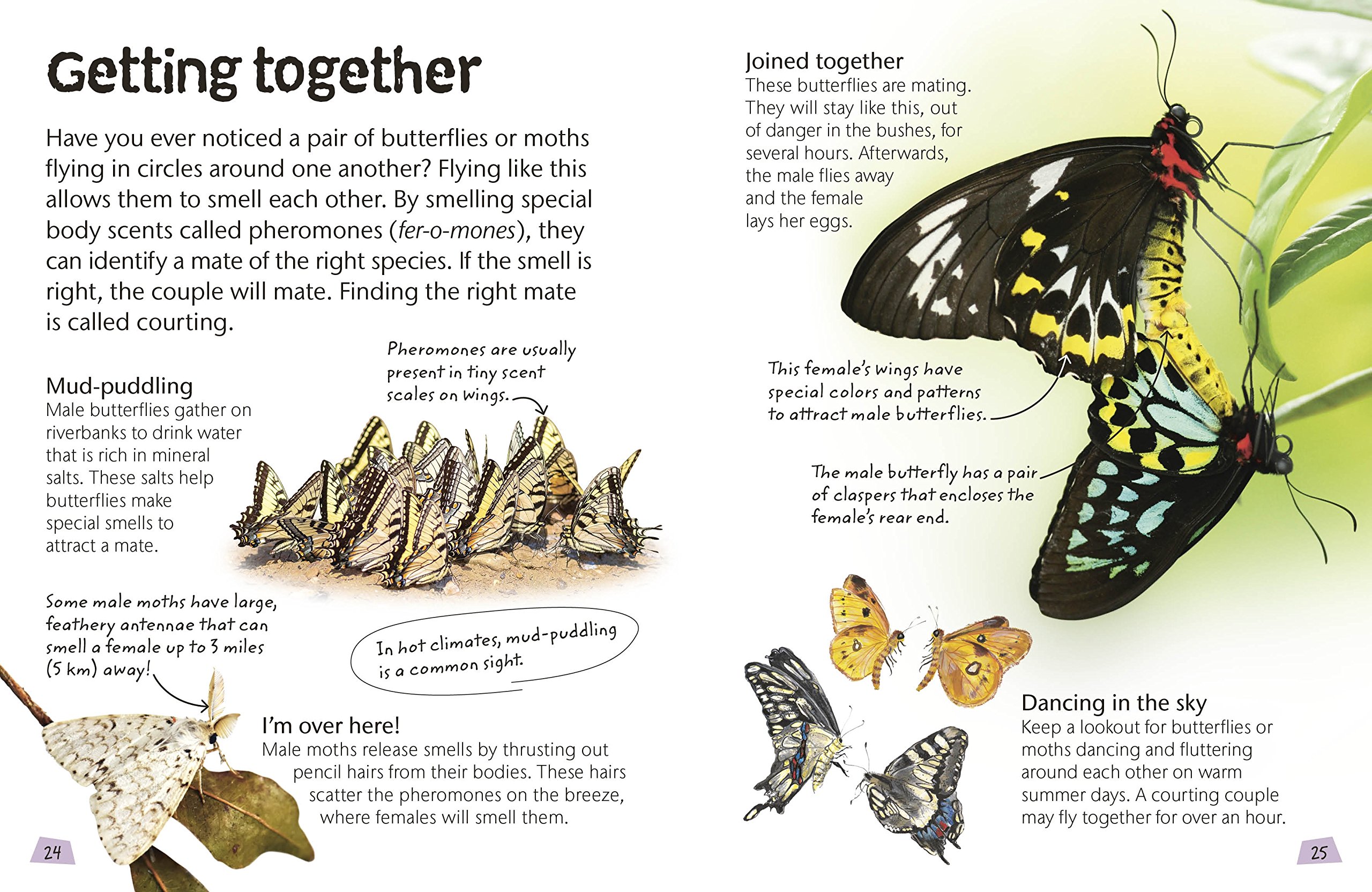 DK Butterflies and Moths