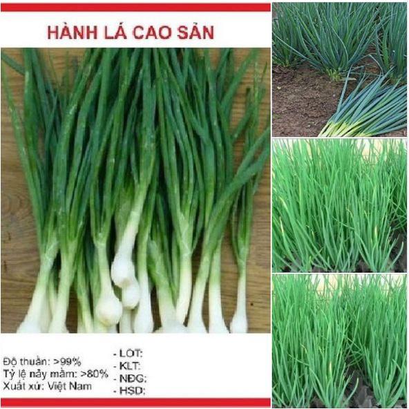 Combo 5 gói hạt giống rau gia vị các loại dể trồng - tặng kèm 1 phân bón