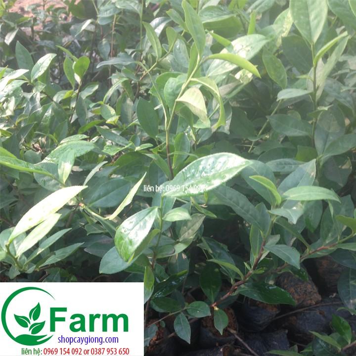 Cây trà xanh cây đẹp chuẩn giống