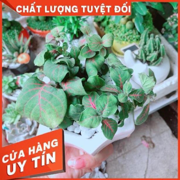 Chậu Cẩm Nhung