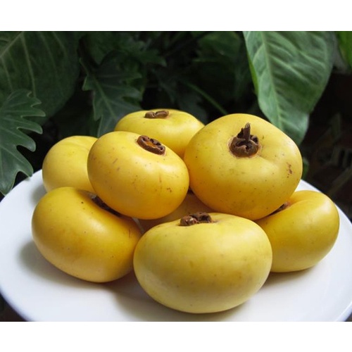 Cây Giống Thị thơm lùn