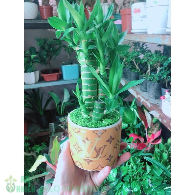 Chậu Trúc Phát Tài