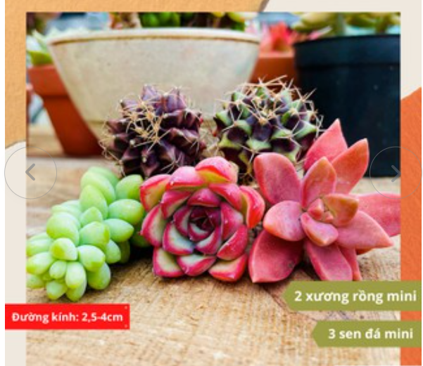 Combo 5 loại sen đá + xương rồng