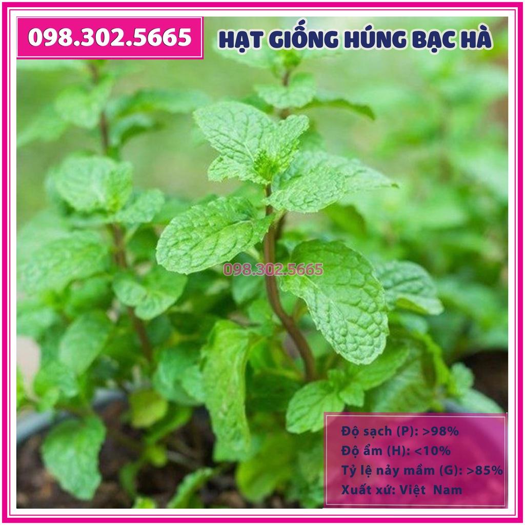 Hạt giống rau húng bạc hà - gói 0,5 gam - hạt chất lượng cao, nảy mầm tốt