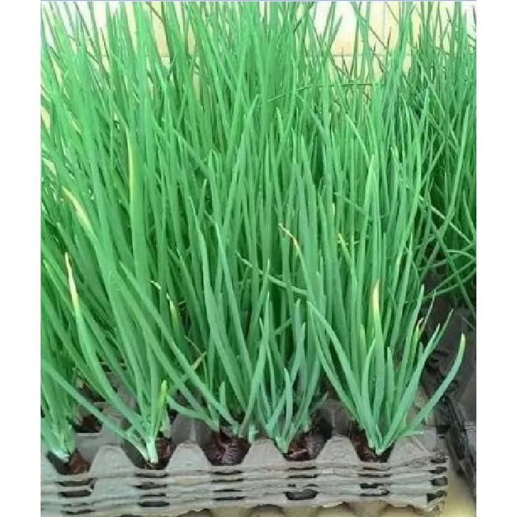 Hạt giống Hành hương cao sản F1 - 1 gói 2 gr