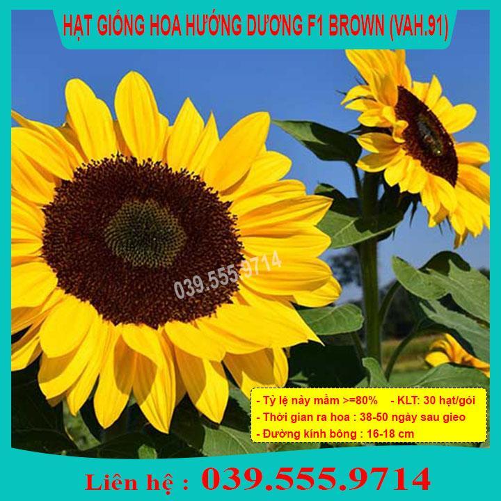HẠT GIỐNG HOA HƯỚNG DƯƠNG BROWN DỄ TRỒNG, DỄ CHĂM