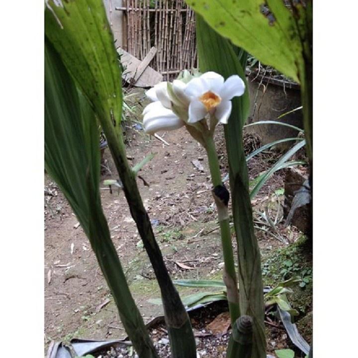 COMBO 3 CỦ ĐỊA LAN GIỐNG HẠC ĐỈNH TRẮNG