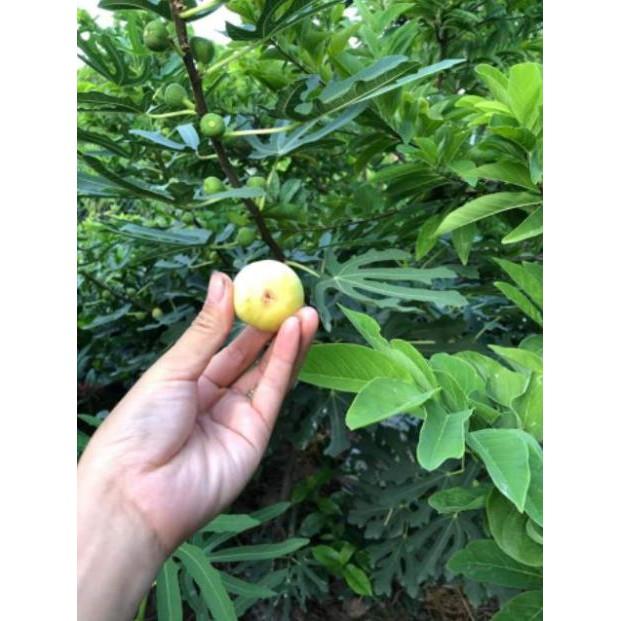 Cây Giống Sung Mỹ Trồng 8 Tháng Có Quả