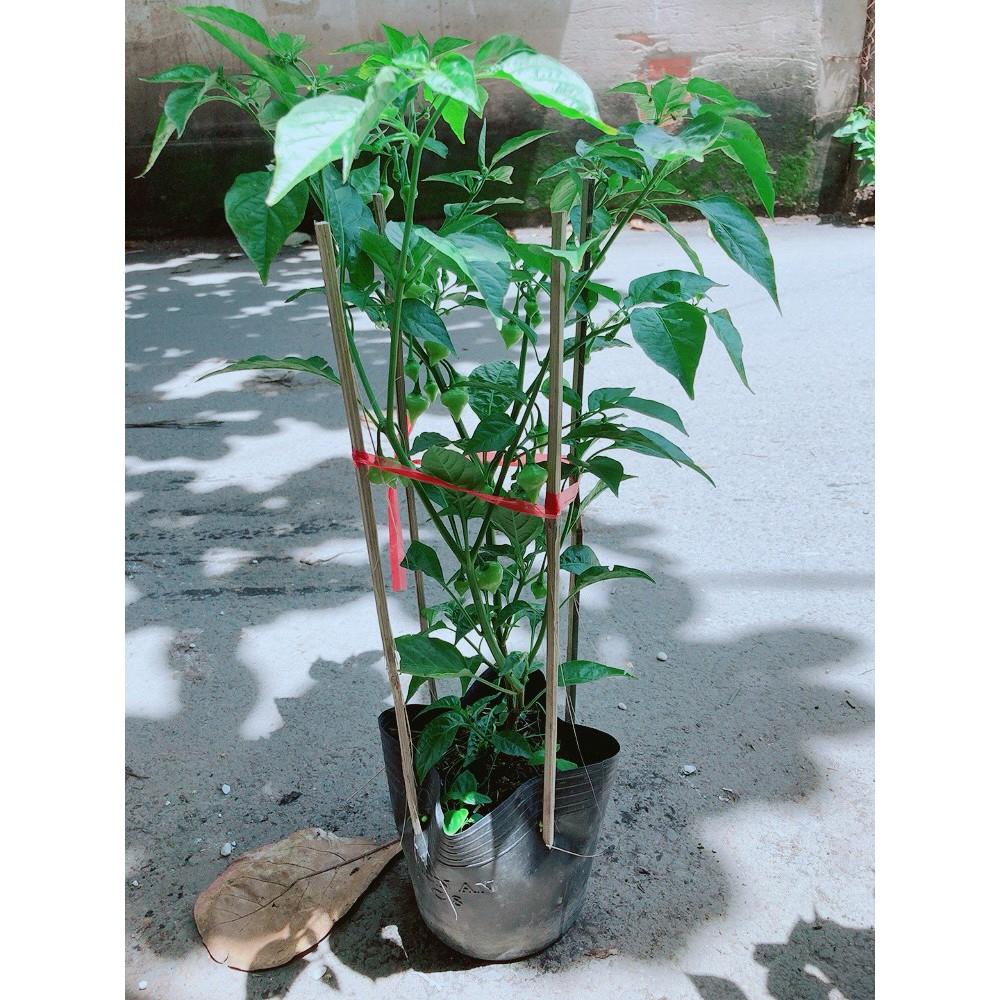 Ớt Kiểng Biquinho Độc Lạ Ăn Được