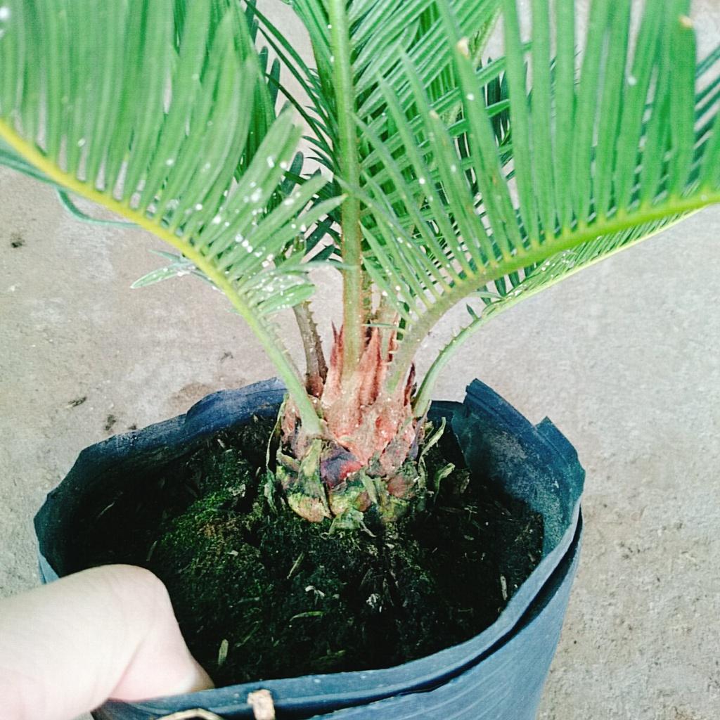 Cây thiên tuế - cây cảnh để bàn + tặng phân bón cho cây mau lớn