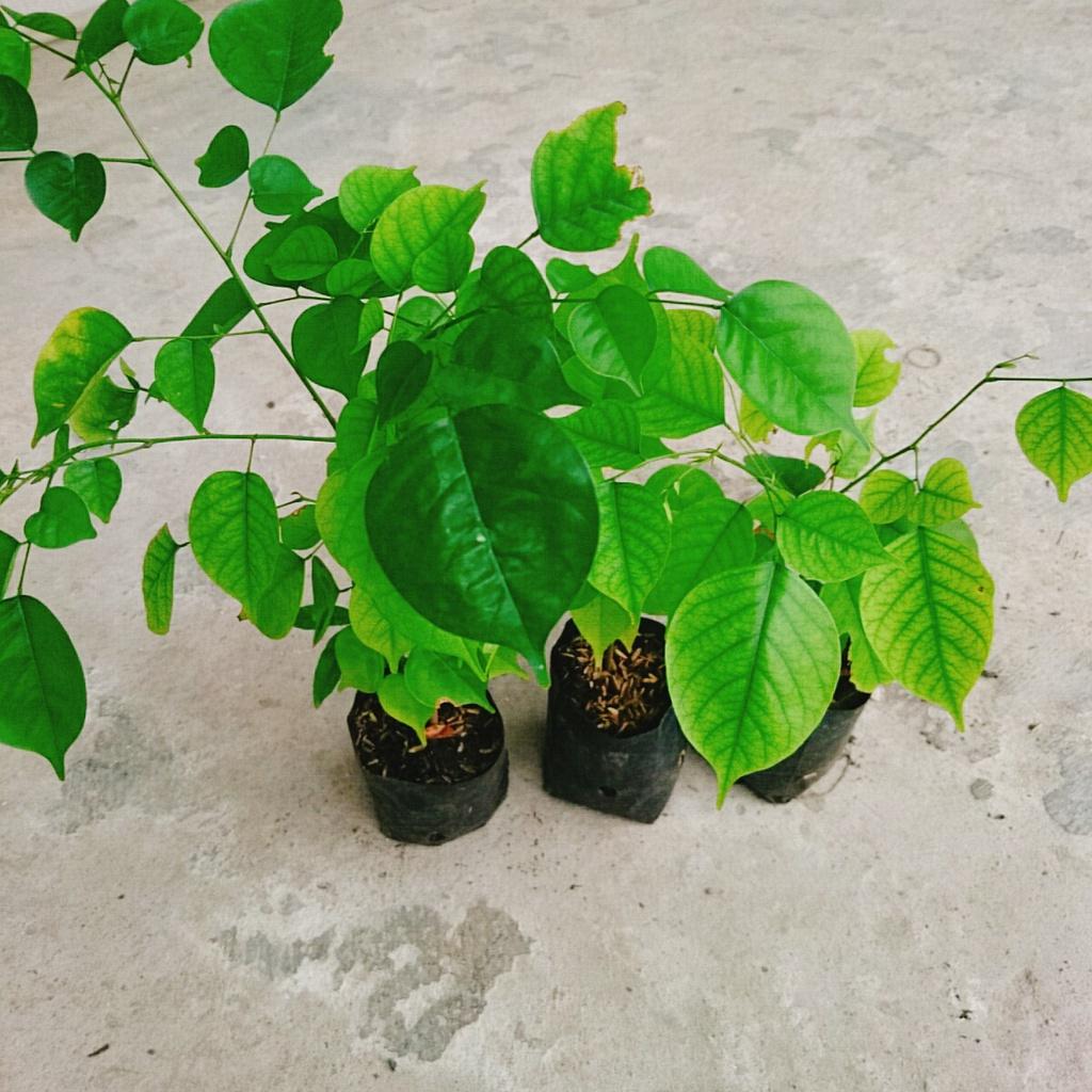 Cây Giáng Hương - cây cảnh vườn + tặng phân bón cho cây