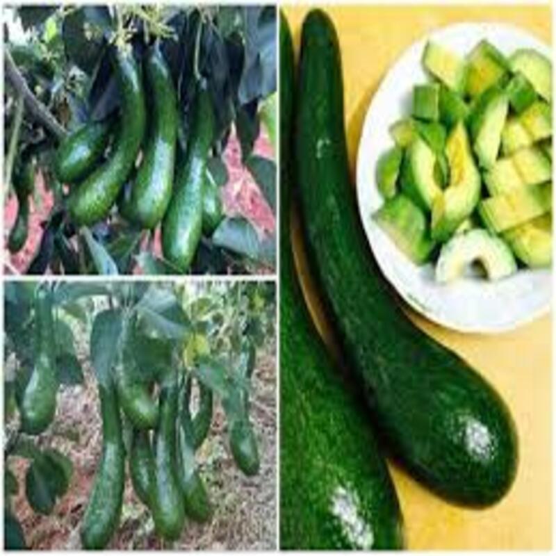 CÂY GIỐNG BƠ 034 SIÊU NGON