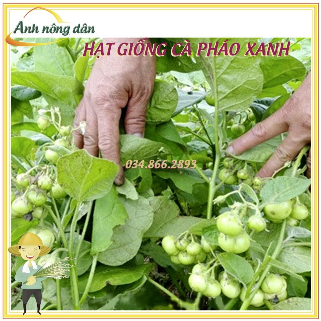 Gói 2g Hạt giống cà pháo xanh cao sản F1