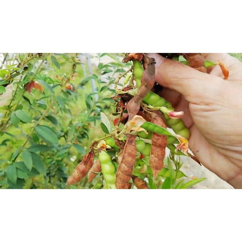 Hạt Giống đậu chiều, đậu săng, CT74- Gói 20gram