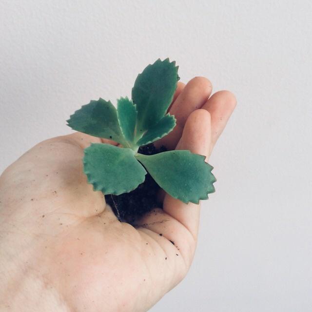 1 cây lá bỏng ta con - cây giống