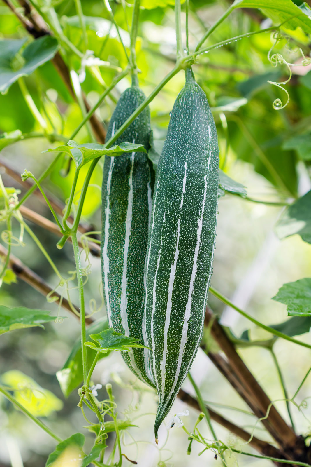 1 gam hạt giống cây mướp rắn Snake Gourd