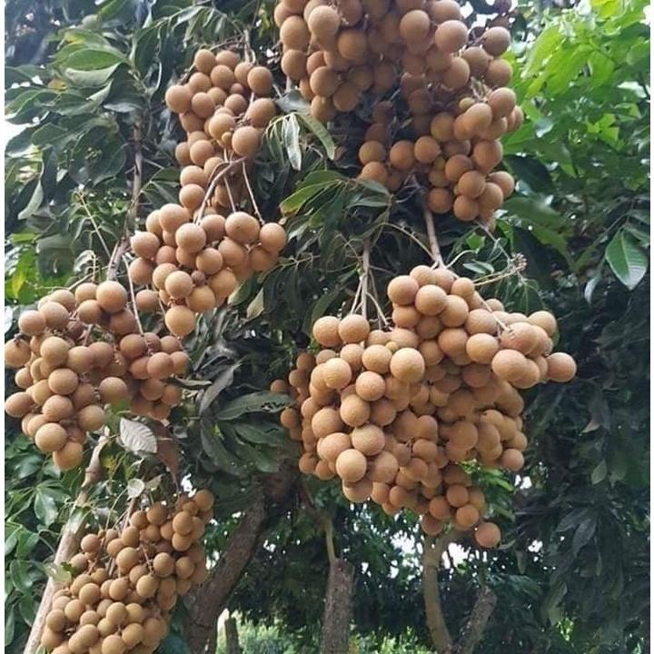 Cây Giống Nhãn Không Hạt Thái Lan