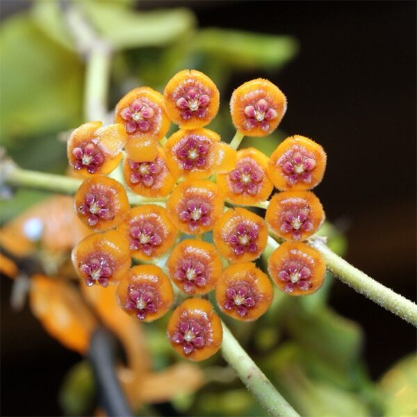 Chậu cây cẩm cù Hoya Endauensis