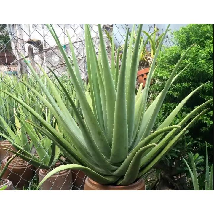 Set 5 cây nha đam thái giống loại 20-30cm