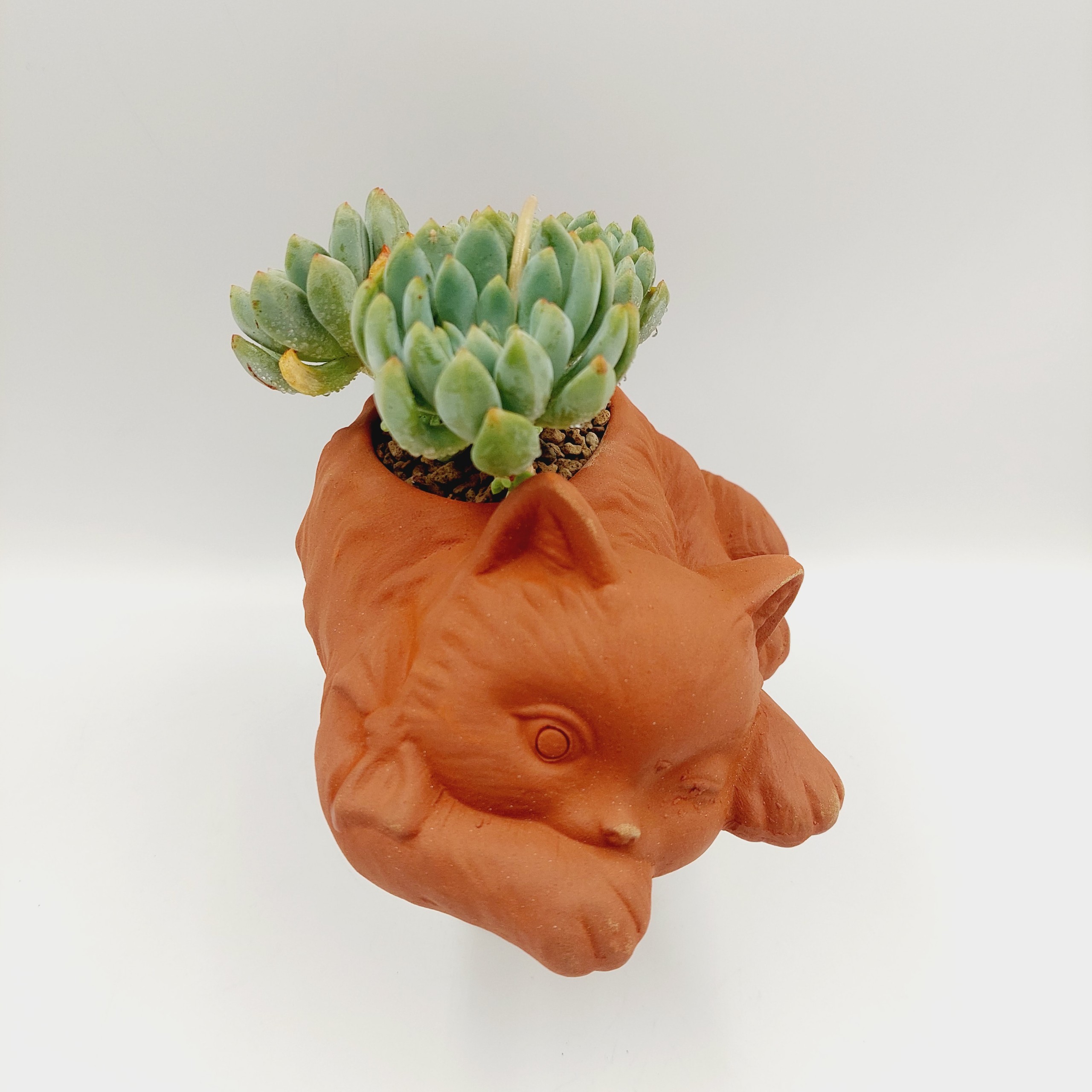 Chậu đất nung, chậu sen đá - Mèo con đang thư giãn 1886, dài 18cm, miệng 8cm, cao 6cm