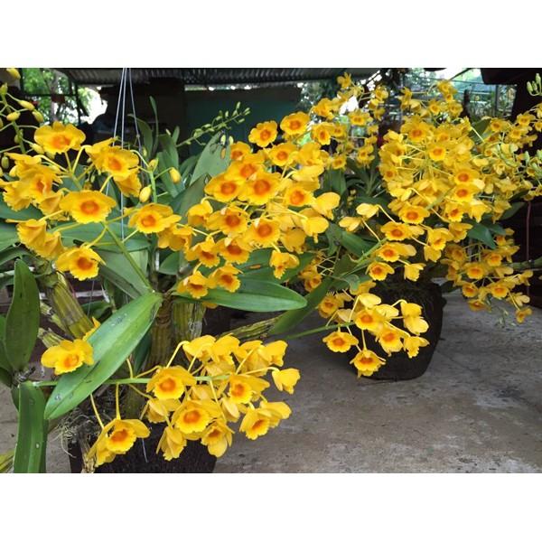 LAN SƠN THỦY TIÊN nguyên chậu hàng hiếm rừng Tây Bắc hoa đẹp lâu