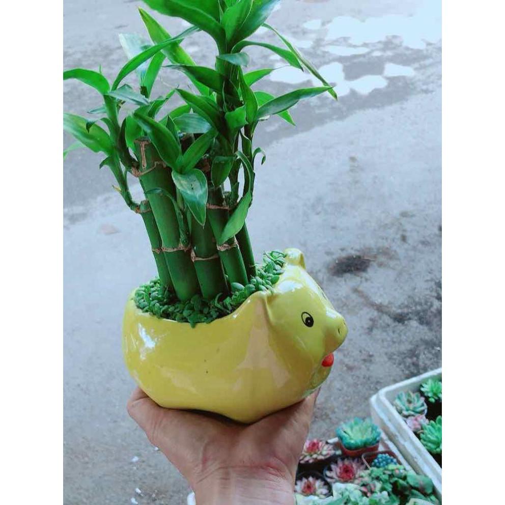 Chậu Phát Tài Bán Chạy