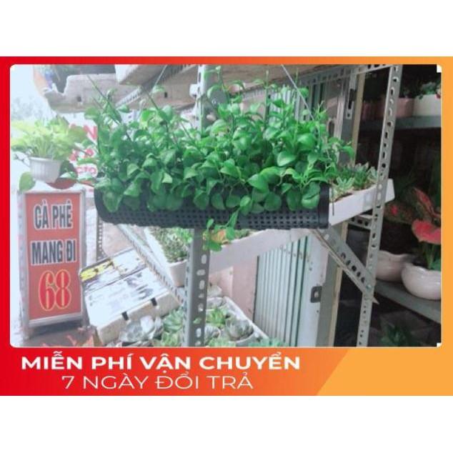 Chậu Đô La