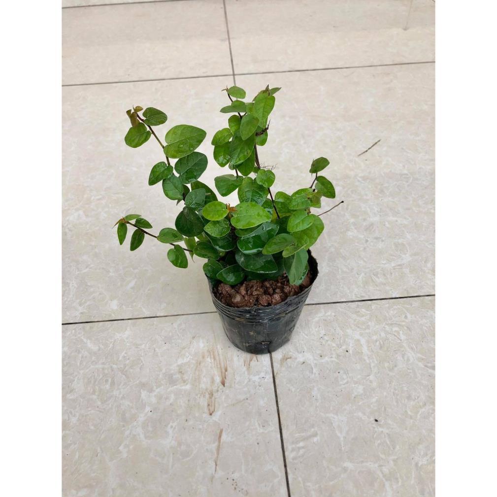 Cây thằn lằn - cây vảy ốc