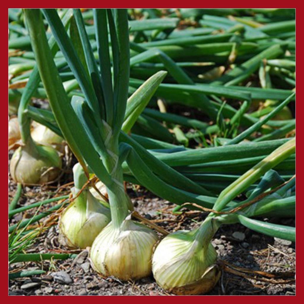 Hạt Giống Hành Củ Yellow Texas Grano CT162 - Gói 2gram