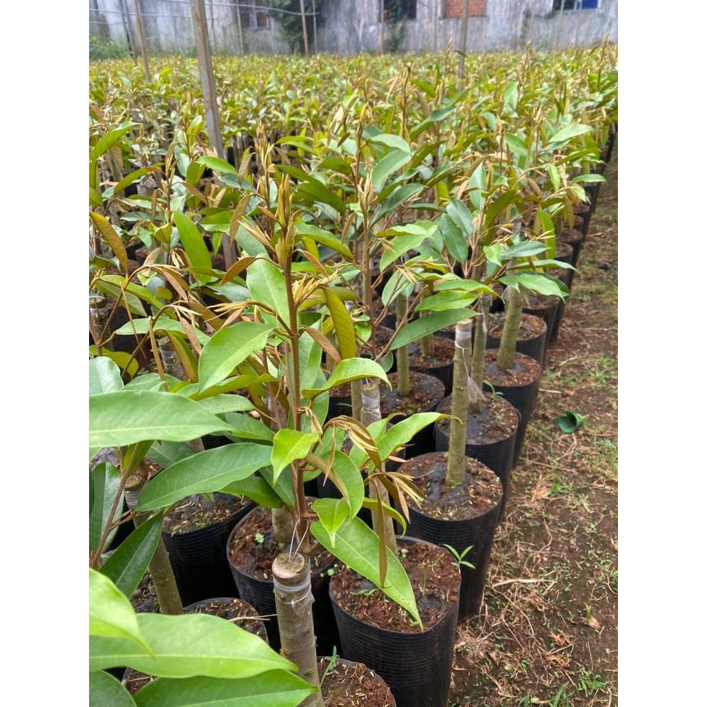 Cây giống Sầu Riêng Musang King - gốc GHÉP 2 NĂM