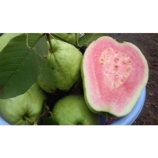 Cây Giống Ổi Lê Ruột Đỏ