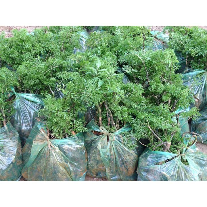 CÂY GIỐNG ĐINH LĂNG LÁ NẾP