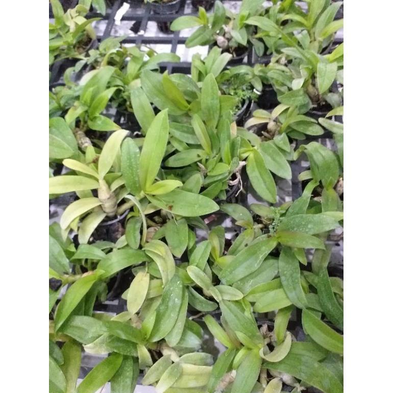 Hoa phong lan - trầm 5ct