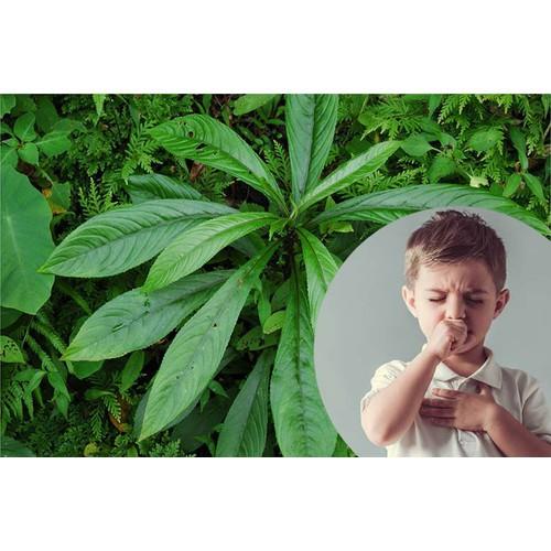 CÂY XƯƠNG SÔNG,CÂY XƯƠNG SÔNG - CHẬU CÂY GIỐNG - CGCSX