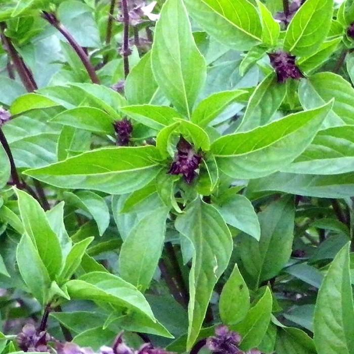 Hạt Giống Húng Quế