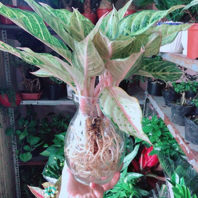 Chậu Cây Cung Điện Vàng