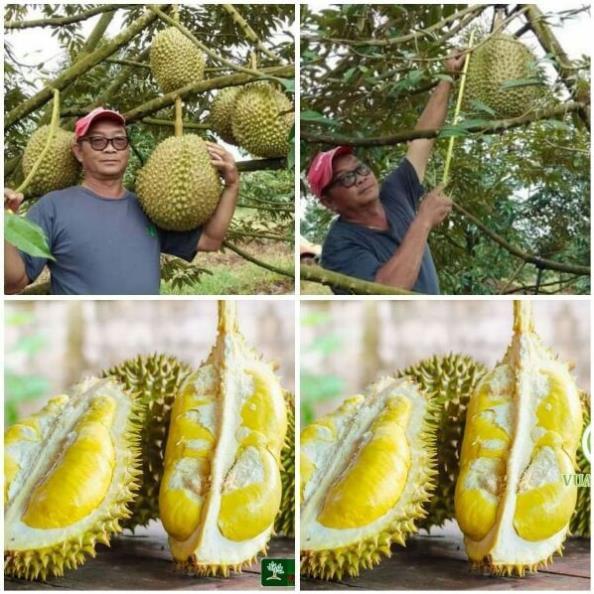 Giống sầu riêng